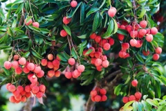 Pour la saison 2025, la production estimée de litchis devrait atteindre environ 303 000 tonnes, soit une hausse de 30 % par rapport à 2024. Photo : tapchicongthuong.vn