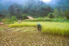Des habitants de l'ethnie Thai du village Xop Kho (commune de Nga Mym province de Nghe An) récoltent du riz sur les spectaculaires rizières en terrasses, nichées dans le massif montagneux de Pu Huong. Photo : VNA