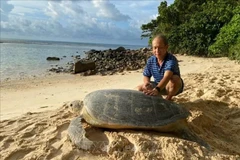 Une tortue mère de près de 150 kg est venue pondre à la plage de Cat Lon (îlot de Bay Canh), parc national de Con Dao. Photo : VNA