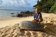 Une tortue mère de près de 150 kg est venue pondre à la plage de Cat Lon (îlot de Bay Canh), parc national de Con Dao. Photo : VNA