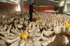 Selon le ministère vietnamien de l’Agriculture et du Développement rural, les exportations de produits de l’élevage du pays ont atteint environ 447,5 millions de dollars au cours des neuf premiers mois de 2025. Photo : VNA