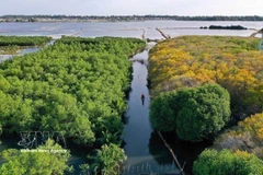 La forêt de mangroves de Ru Cha. Photo: VNA
