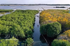 La forêt de mangroves de Ru Cha. Photo: VNA