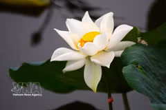 Des lotus anciens de Hué sont sélectionnés pour parfumer le thé. Photo : VNA