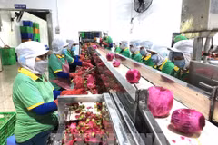 Transformation des produits agricoles destinés à l’exportation. Photo: VNA