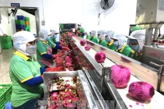 Transformation des produits agricoles destinés à l’exportation. Photo: VNA