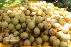 "Dâu da" Ha Chau : au cœur de la saison des récoltes à Can Tho