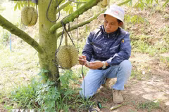 Un technicien de la ferme Sakura utilise des équipements pour tester, analyser et diagnostiquer la "santé" du sol de culture du durian, fournissant des indicateurs précis et recommandant des options de traitement opportunes. Photo: VNA