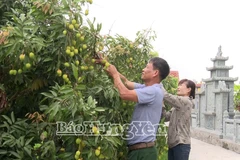 Dans une semaine, le district de Phu Cu, connu comme la capitale du litchi à maturation précoce de la province de Hung Yên (Nord), entamera sa récolte. Photo : https://baohungyen.vn/