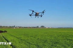Intégration des drones dans la production agricole intelligente. Photo: VNA
