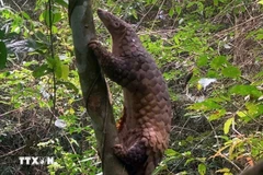 Un pangolin de Java. Photo : CTV/VNA