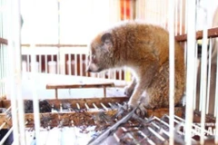 Le primate rare, pesant 0,5 kg, a été découvert par Hô Van Thom lors de travaux agricoles. Photo : Journal, radio et télévision de Nghe An
