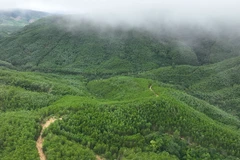 En 2025, le Vietnam a planté 285 000 hectares de forêts, soit 109,5 % de l’objectif fixé, ainsi que 108 millions d’arbres dispersés. Photo : VNA