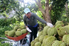 En 2025, la filière du durian a connu une croissance spectaculaire, avec un chiffre d’affaires à l’exportation d’environ 4 milliards de dollars. Photo : VNA