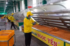La société Ngoc Yen Agricultural Food Production Company Limited, située dans la province de Dong Thap, applique la science et la technologie à sa production. Photo: VNA