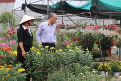 Dans le village floral de Ninh Phuc, quartier Dong Hoa Lu, province de Ninh Binh. Photo: VNA