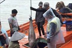 Depuis le début de l'année 2025, la province de Dak Lak a enregistré 11 620 mouvements d'entrée et de sortie de navires de pêche, pour un total de près de 11 000 tonnes de produits halieutiques débarqués. Photo : VNA