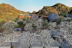 Dans l'enceinte du restaurant Suoi Hen Vuon Dao, la floraison immaculée des fleurs de bauhinie offre un cadre romantique et poétique. Photo : Quang Quyet – VNA.