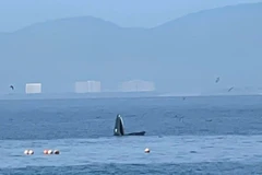Une grande baleine a été observée le 7 août près de l'île de Hon Mun, dans la baie de Nha Trang, province de Khanh Hoa. Photo : VNA