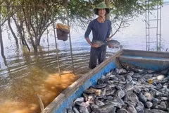 Récolte du tilapia. Photo: 