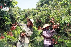 Récolte de litchis répondant aux normes d'exportation à Luc Ngan, Bac Giang. Photo: VNA