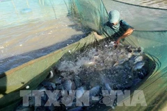 Photo: VNA