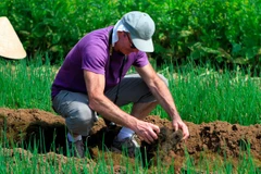 Les touristes internationaux se joignent à découvrir la sensation d'être un agriculteur dans le village maraîcher de Tra Que. (Photo : Mai Mai/Vietnam+)