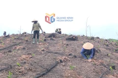 La province de Quang Ninh mobilisée pour une reforestation à grande échelle