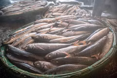Sortie du four : un lot de poisson encore fumant. Photo : VNA