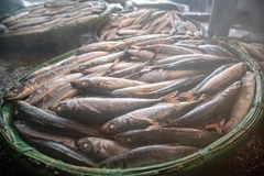 Sortie du four : un lot de poisson encore fumant. Photo : VNA