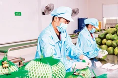 Conditionnement de fruits pour l'exportation chez la compagnie Vina T&T Group . Photo : nhandan.vn