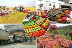 Le Vietnam a exporté pour 28,04 milliards de dollars de produits agricoles, sylvicoles et aquatiques au cours des cinq premiers mois de 2025. Photo : congthuong.vn