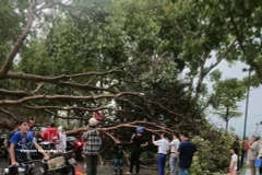 Dans l'après-midi du 29 mars 2026, plusieurs localités de la province de Lao Cai ont été frappées par une violente tempête. De nombreux arbres sont tombés et des centaines de maisons ont vu leurs toits arrachés. Photo : VNA