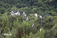 Jardin aux oiseaux de Thung Nham, à Ninh Binh. Photo: VNA