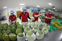 Les exportations de fruits et légumes du Vietnam ont démarré l’année 2026 sur un rythme exceptionnel. Photo : VNA
