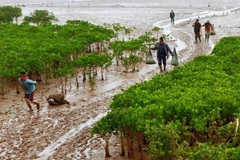 Le parc national de Xuan Thuy, situé dans le district de Giao Thuy (province de Nam Dinh), est la première zone humide d’Asie du Sud-Est à participer à la Convention internationale RAMSAR ; reconnue par l'UNESCO comme la zone centrale de la réserve mondiale de biosphère du delta du fleuve Rouge. Sur la photo : des gens exploitent des produits aquatiques et des fruits de mer sous la canopée de la forêt de mangrove dans le parc national de Xuan Thuy (Nam Dinh). Photo : Lam Khanh – VNA