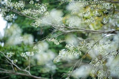 Les fleurs "sua" commencent à fleurir dans les rues et ruelles de la capitale au début du mois de mars, quand le temps est encore un peu froid. Photo : VNA