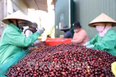 Le secteur du café vietnamien connaît une croissance exceptionnelle, atteignant de nouveaux sommets en volume comme en valeur. 