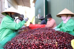 Le secteur du café vietnamien connaît une croissance exceptionnelle, atteignant de nouveaux sommets en volume comme en valeur. 