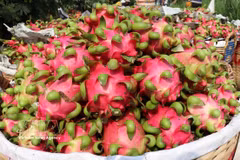 Le fruit du dragon de Cho Gao, dans la province de Dong Thap, bénéficie d'une protection collective de marque accordée par l'Office de la propriété intellectuelle. Photo : VNA