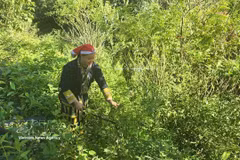 Mme Tan May Liu, membre de la coopérative communautaire Dao rouge, est allée en forêt pour cueillir des feuilles médicinales. Photo: VNA