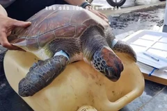L'animal, pesant environ 12 kg, est actuellement soigné avant d'être relâché dans son habitat naturel. Photo : VNA