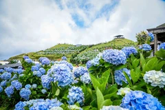 La floraison éclatante des hortensias au sommet du mont Mâu Son