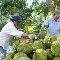 En 2024, le commerce des produits agricoles entre le Vietnam et la Chine a atteint 17,8 milliards de dollars. Photo: VNA