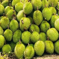 La Chine a officiellement mis à jour et approuvé 829 codes de zones de culture et 131 codes d'installations d'emballage pour le durian vietnamien. Photo: VNA