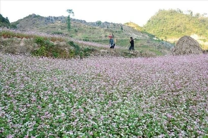 Floraison du sarrasin sur le plateau rocheux de Dong Van. Photo : VNA