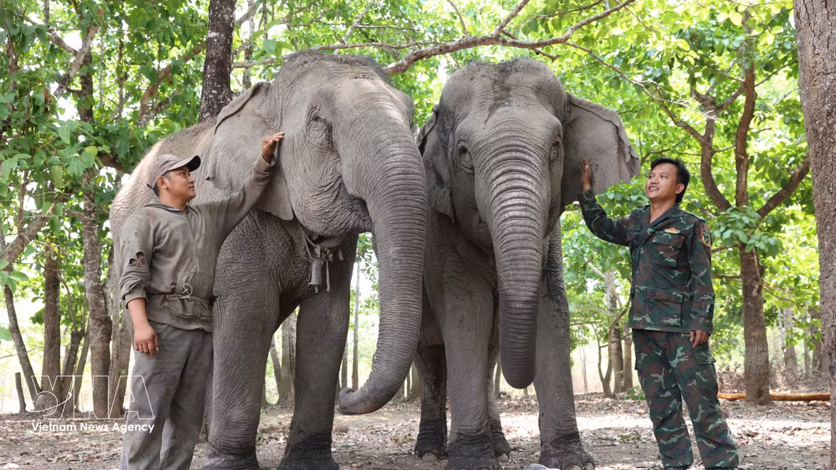 Dak Lak : L’engagement infatigable des "gardiens de géants" au cœur de la jungle