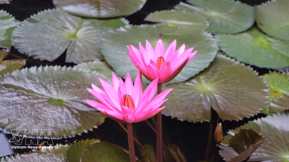 La féerie pourpre des nénuphars en fleurs, un spectacle enchanteur à Tam Coc-Bich Dong