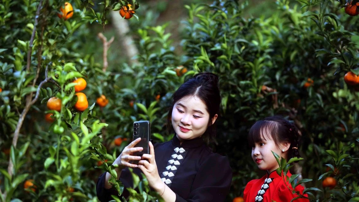 Son La : La mandarine, vecteur de développement durable et d'agrotourisme à Chieng Coi