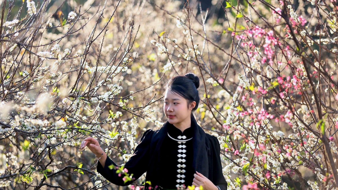 La saison des fleurs de prunier sublime les paysages de Son La